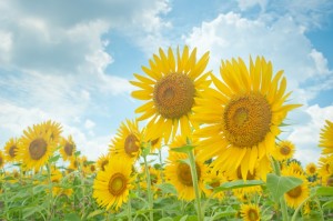 高３夏からの大逆転勉強法